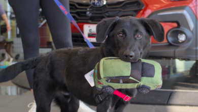 Southern TeamSubaru - Roanoke Valley SPCA