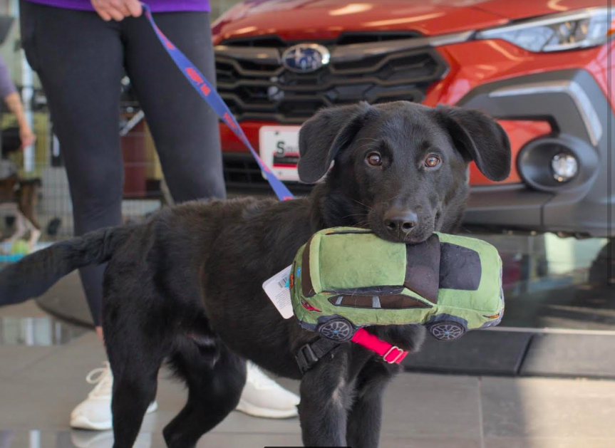 Southern TeamSubaru - Roanoke Valley SPCA